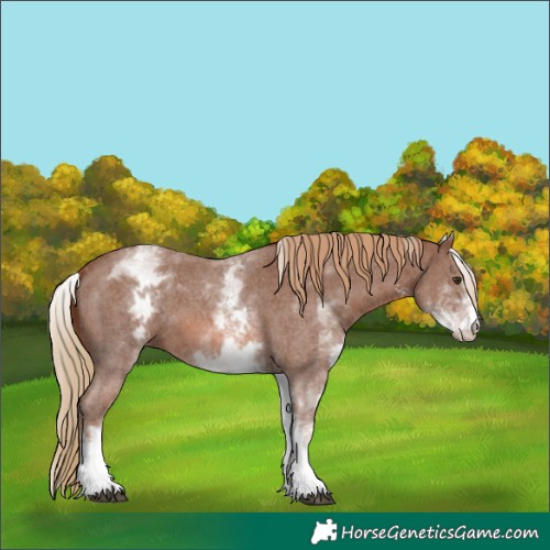 Horse Color:White Spotted Chestnut Sabino