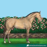 Horse Color:Amber Cream Champagne 