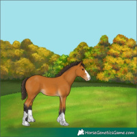 Horse Color:Buckskin 