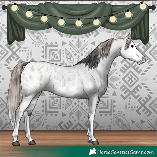 Horse Color:Blue Roan Sabino Splash Appaloosa  and Classic Champagne Roan Sabino Splash Appaloosa 