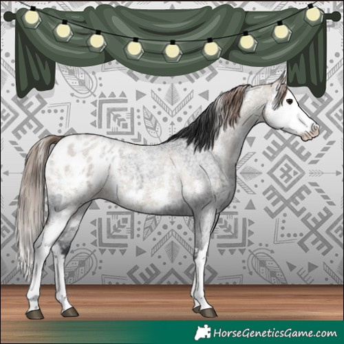 Horse Color:Blue Roan Sabino Splash Appaloosa  and Classic Champagne Roan Sabino Splash Appaloosa 