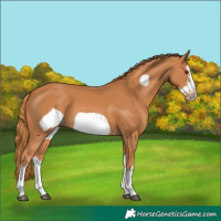 Horse Color:Chestnut Splash Frame 