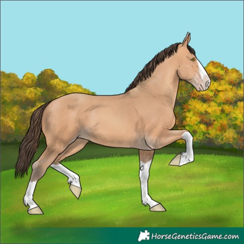 Horse Color:Amber Champagne Splash 