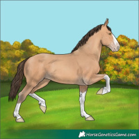 Horse Color:Amber Champagne Splash 