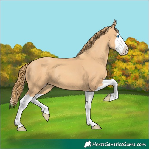 Horse Color:Gold Champagne Splash