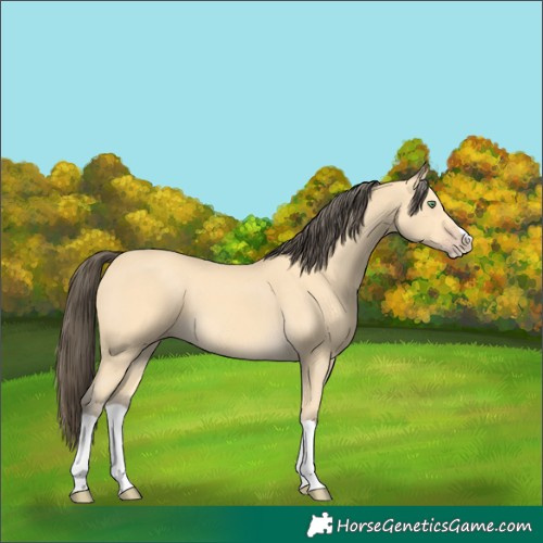 Horse Color:Amber Cream Champagne Splash 