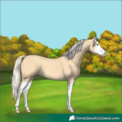 Horse Color:Gold Cream Champagne Splash