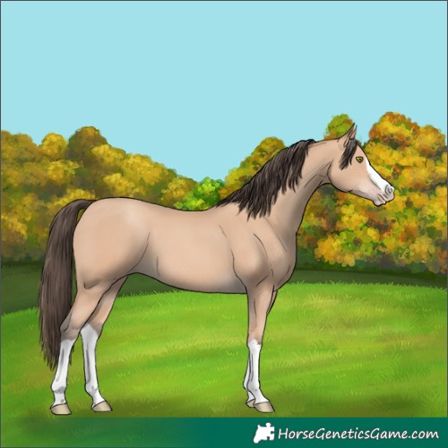 Horse Color:Amber Champagne Splash 