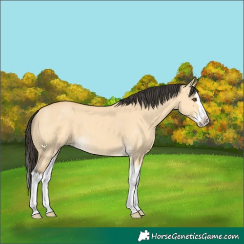 Horse Color:Buckskin Dun Splash 