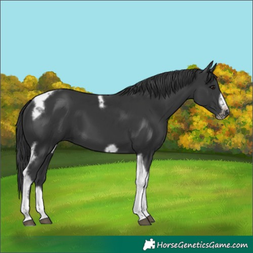 Horse Color:Black Tobiano Frame 