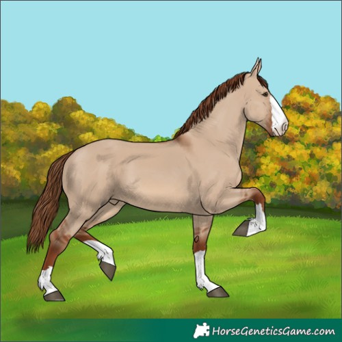 Horse Color:Red Dun 