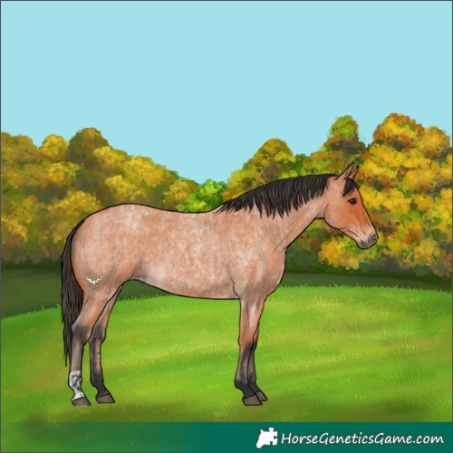 Horse Color:Bay Roan  and Bay Roan 