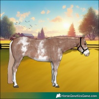 Horse Color:White Spotted Chestnut Sabino 