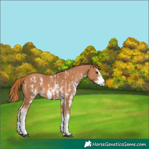 Horse Color:Chestnut Sabino 