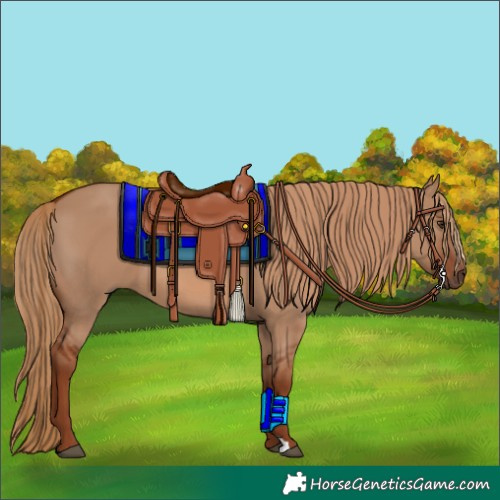 Horse Color:Red Dun