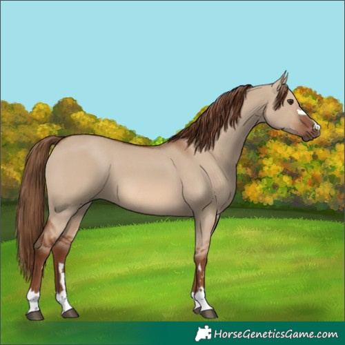 Horse Color:Red Dun 