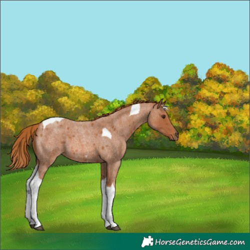Horse Color:Red Roan Tobiano 