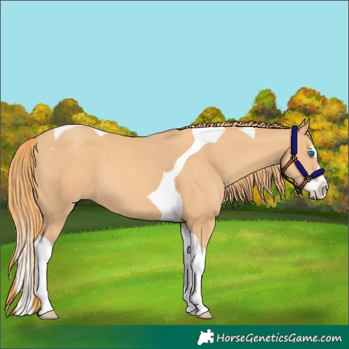 Horse Color:Gold Champagne Splash Tobiano