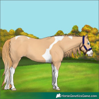 Horse Color:Gold Champagne Splash Tobiano 