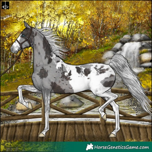 Horse Color:Platinum Silver Brown Merle Tobiano Rabicano 