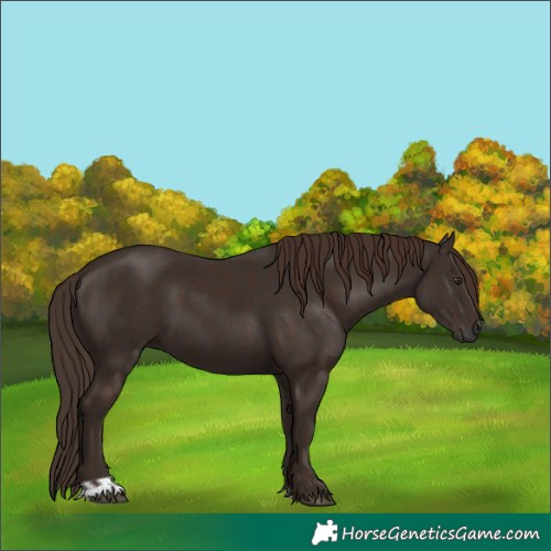 Horse Color:Liver Chestnut  and Liver Chestnut 