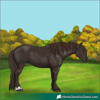 Horse Color:Liver Chestnut and Liver Chestnut