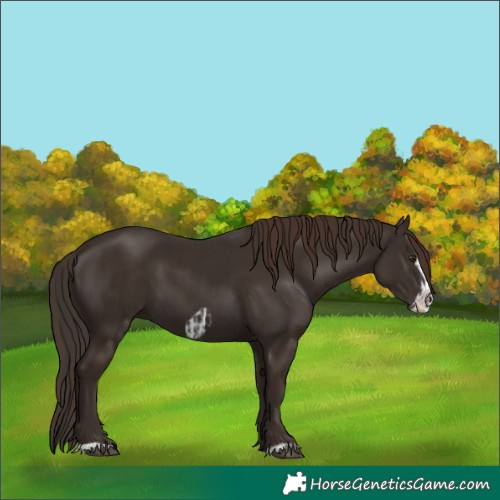 Horse Color:Liver Chestnut  and Liver Chestnut Frame 