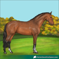 Horse Color:Bay Sabino 