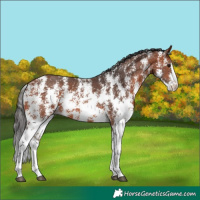 Horse Color:Bay Sabino 