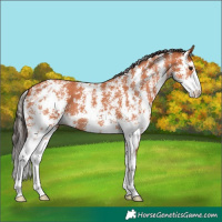 Horse Color:Bay Sabino 