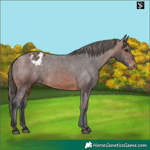 Horse Color:Brown Blanket 