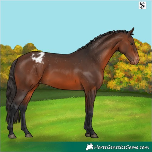 Horse Color:Brown Appaloosa
