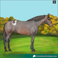 Horse Color:Brown Appaloosa 