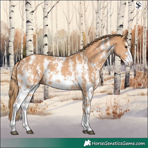 Horse Color:Chestnut Sabino 