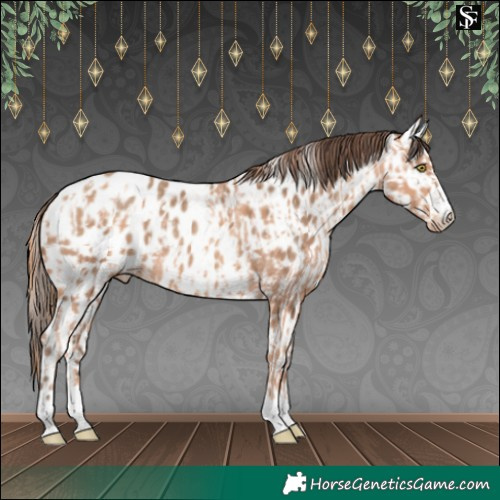 Horse Color:Gold Champagne Appaloosa  and Amber Champagne Appaloosa 