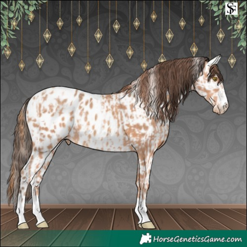 Horse Color:Gold Champagne Appaloosa  and Amber Champagne Appaloosa 