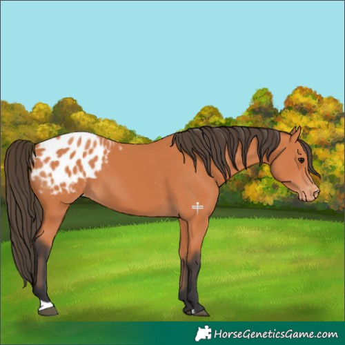 Horse Color:Bay Appaloosa 