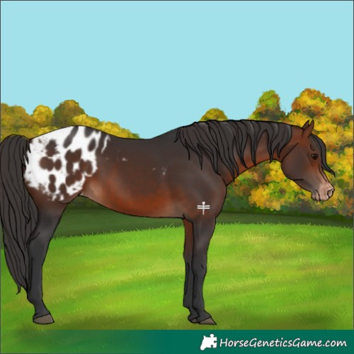 Horse Color:Bay Blanket 