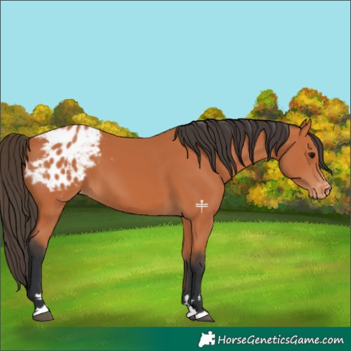 Horse Color:Bay Appaloosa 