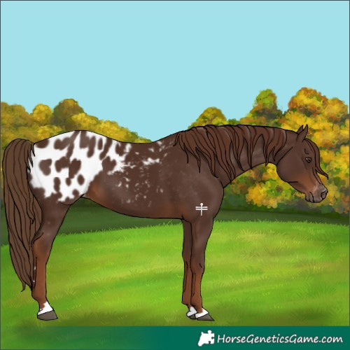 Horse Color:Gray Chestnut Appaloosa 