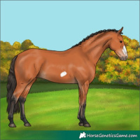 Horse Color:Bay Frame