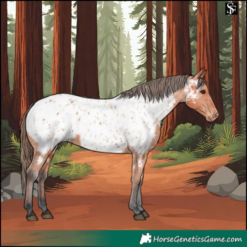 Horse Color:Bay Appaloosa