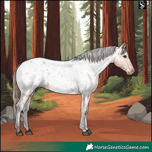 Horse Color:Bay Near Leopard
