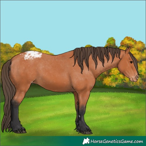 Horse Color:Bay Varnish 
