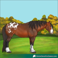 Horse Color:Bay Appaloosa 