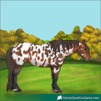Horse Color:Bay Appaloosa 