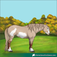 Horse Color:Red Dun Frame 