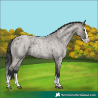 Horse Color:Grullo Roan Splash