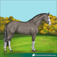 Horse Color:Grullo Splash 
