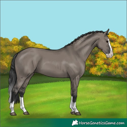 Horse Color:Grullo Splash 